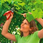 Садовый секатор Wolf-Garten RR 4000 Premium - фото 2