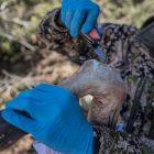 Ніж складаний Gerber Randy Newberg Folder 30-001768 (1052460) - фото 7