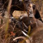 Ніж Gerber Exo-Mod Fixed DP FE Orange 30-001797 (1055360) - фото 5